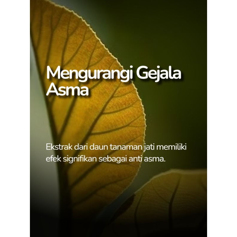 

Daun Jati Muda Segar