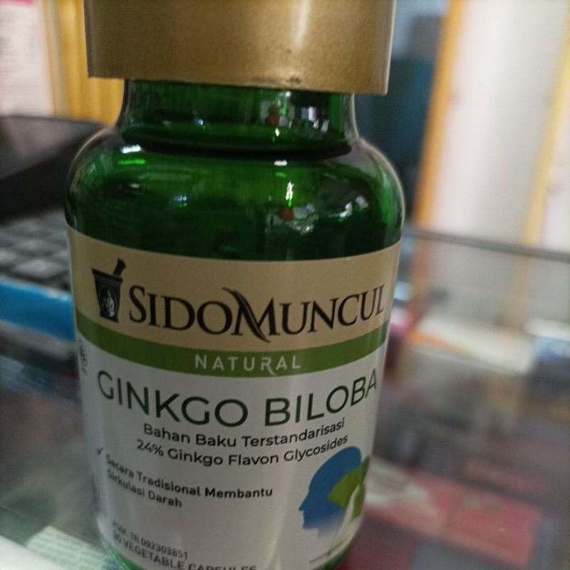 GINKGO BILOBA Sidomuncul