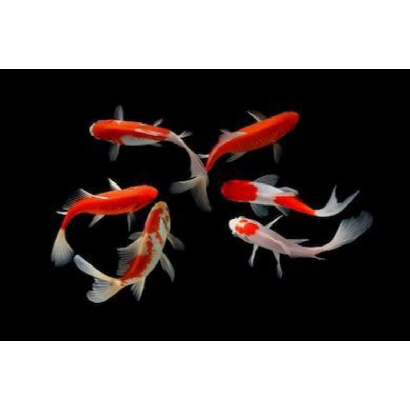 

PAKET 6 EKOR KOMET SLAYER BERKUALITAS