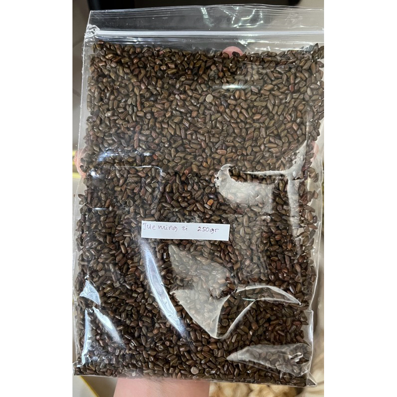 

Jue Ming Zi / biji cassia 100gr - 250gr