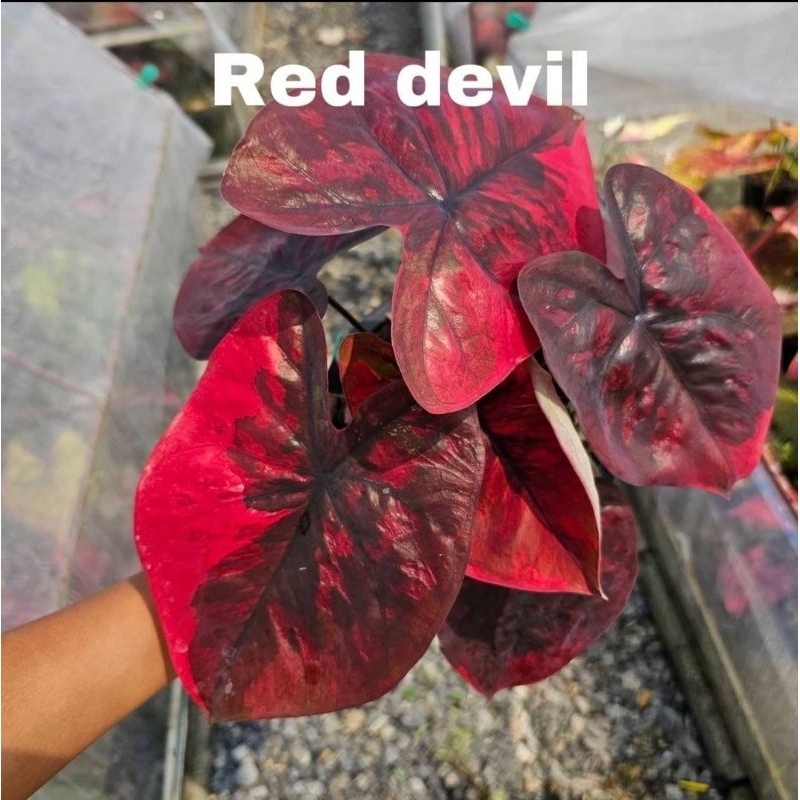 Tanaman Hias Keladi Red Devil-Caladium Red Devil Merah