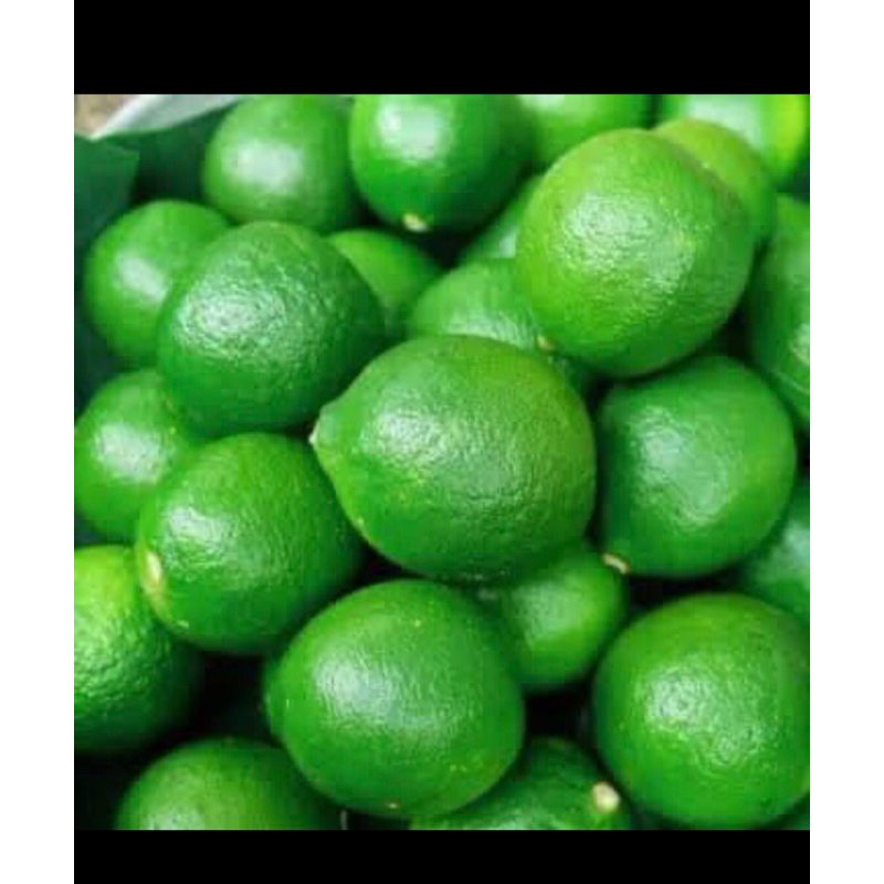 

jeruk nipis fresh baru metik dari pohon