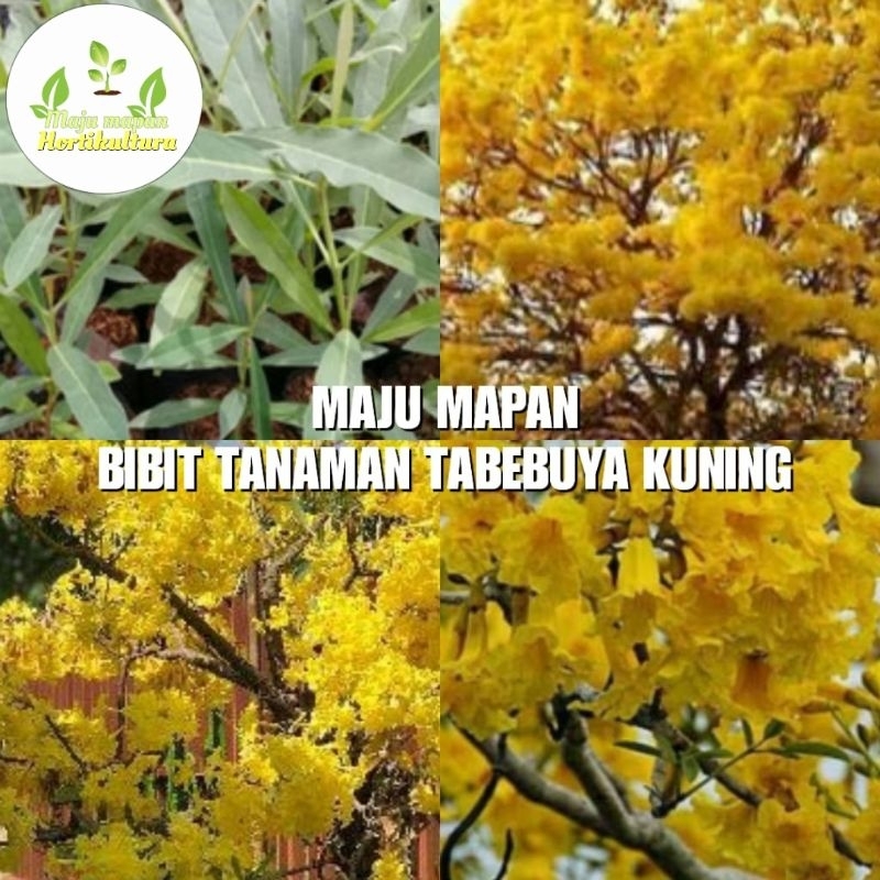 BIBIT TABEBUYA KUNING SUPER (BUNGA TABEBUYA KUNING)