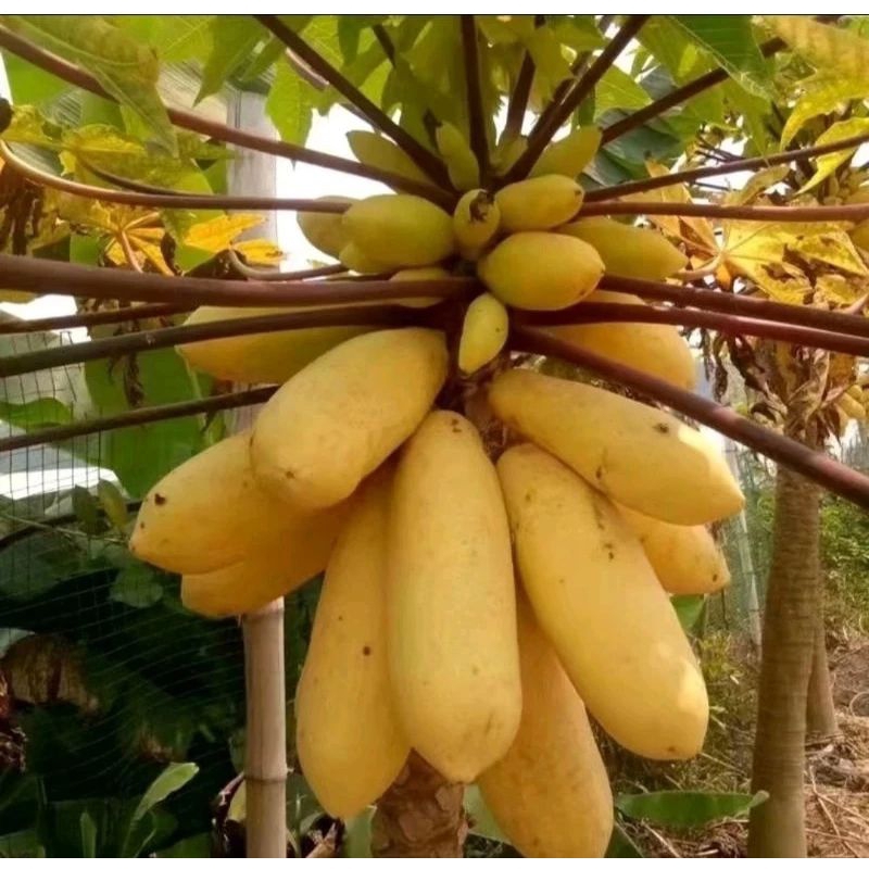25 biji benih tanamam pepaya kuning