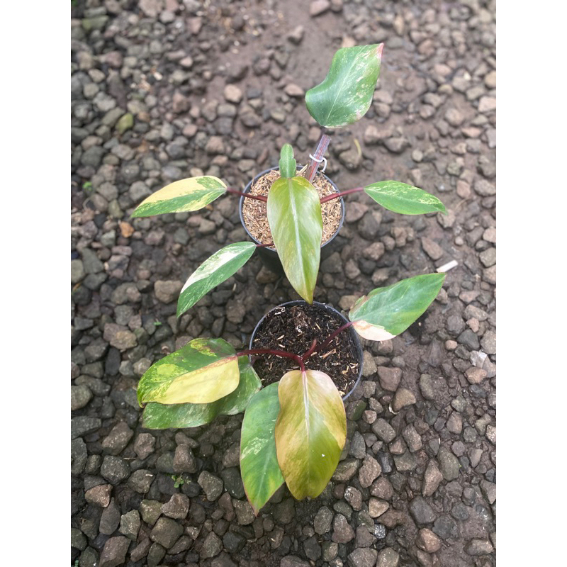 philodendron strawberry shake