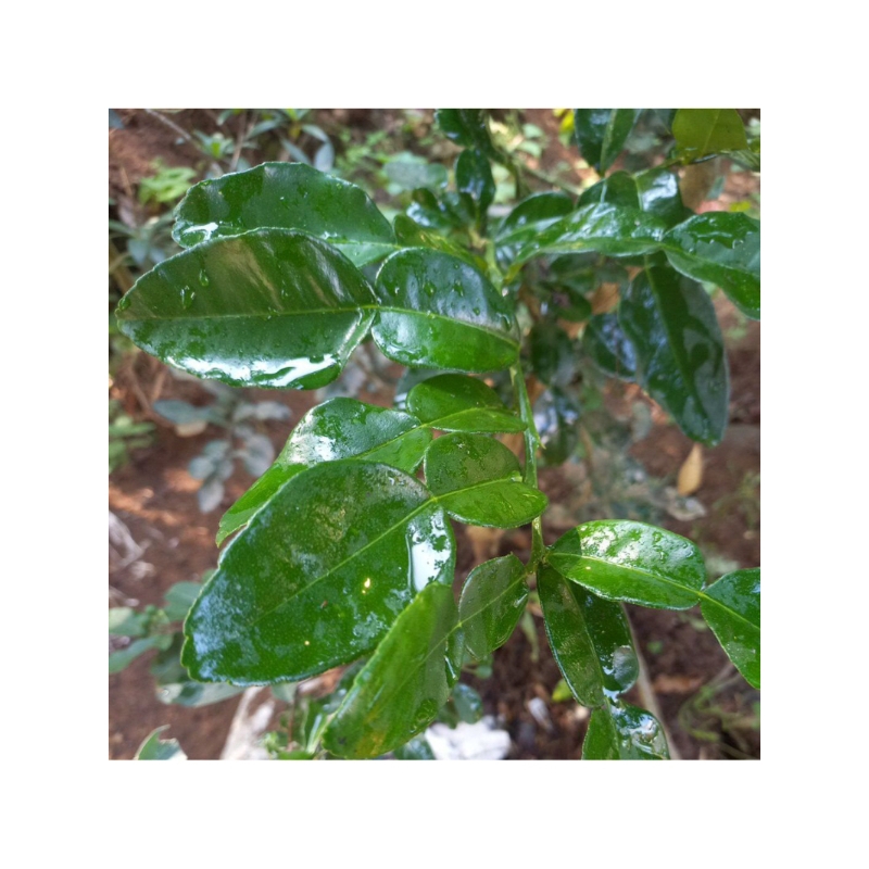 

daun jeruk purut atau bumbu dapur atau lotek dan organik atau rempah segar selalu fress