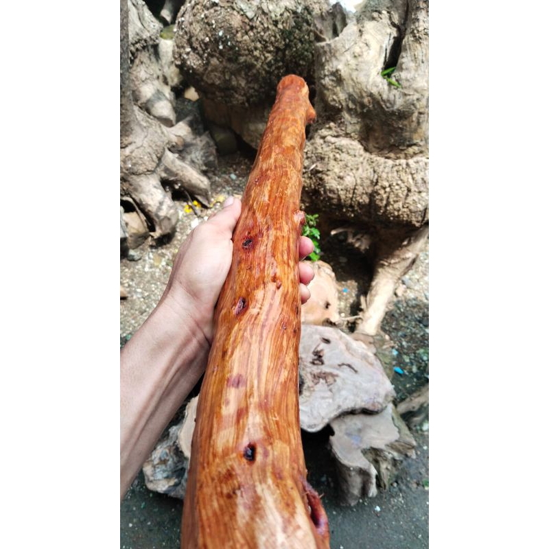 kayu stigi laut asli