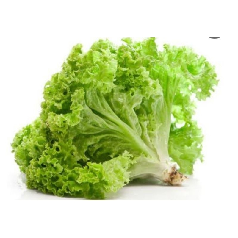 

Selada Keriting Fresh