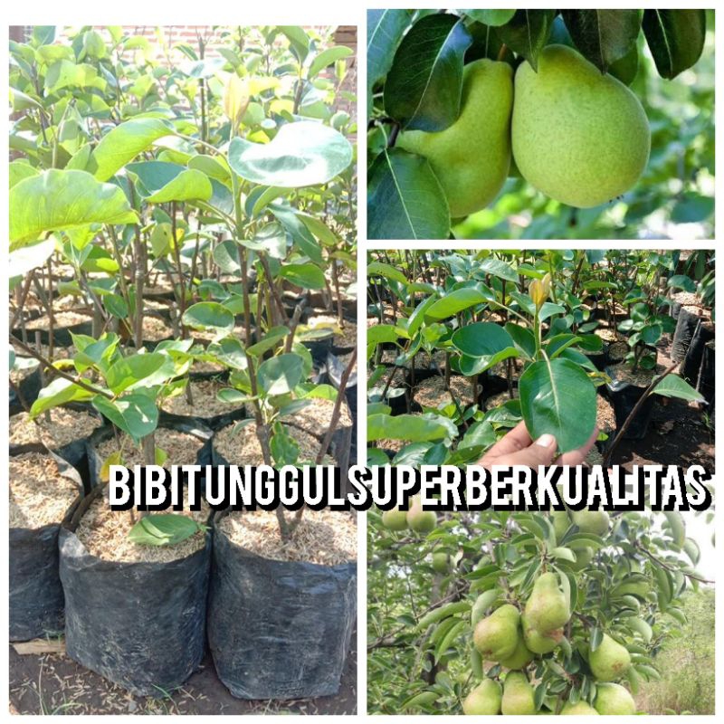 bibit tanaman buah pir madu hijau/ pir honey belle super hasil cangkok berkualitas unggul