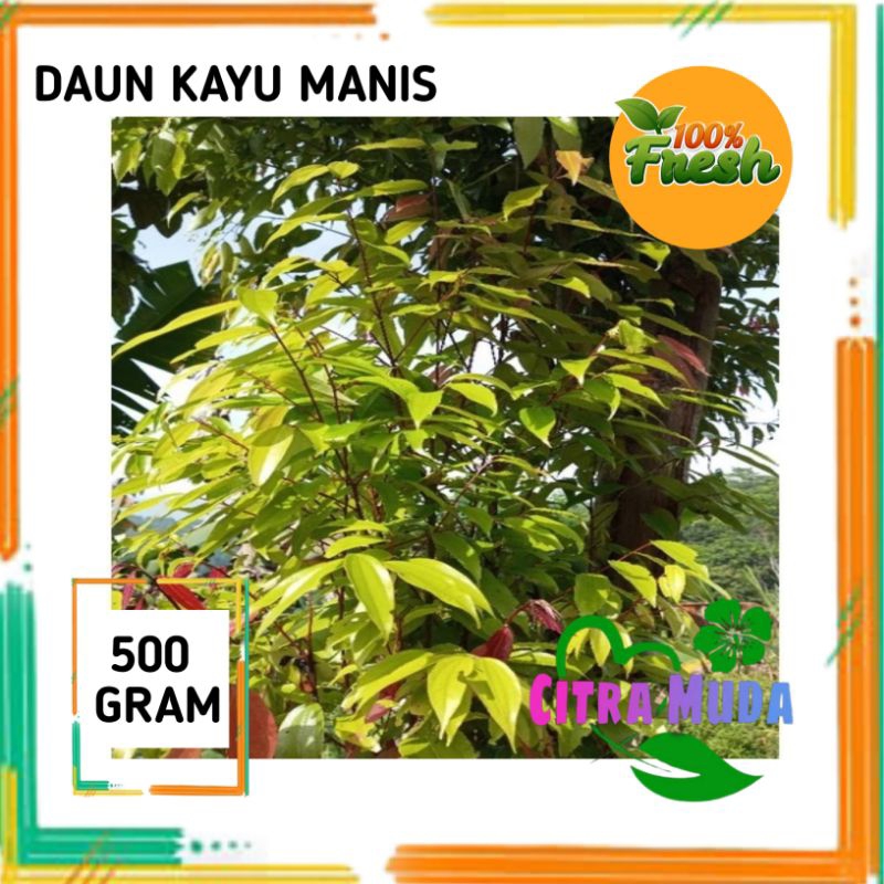 

Daun kayu manis segar 500gram