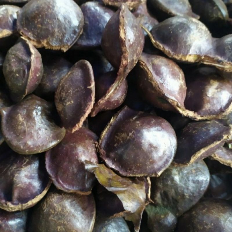 

jengkol muda berkulit