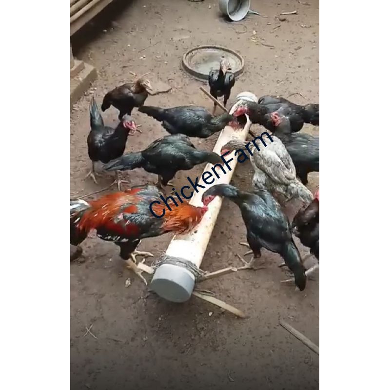 Biang Ayam Bangkok Klasik