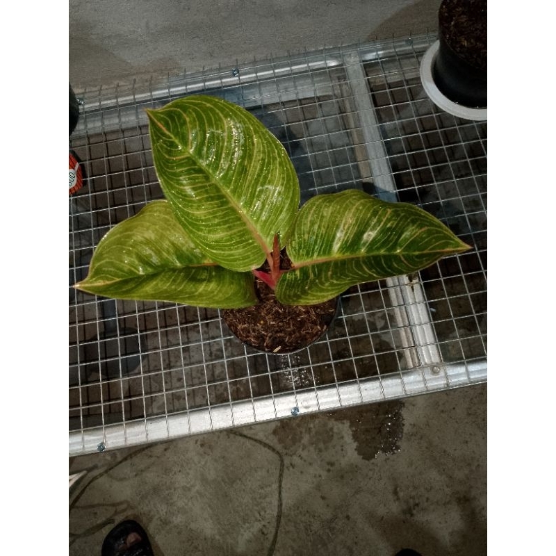 aglonema Kresna golden