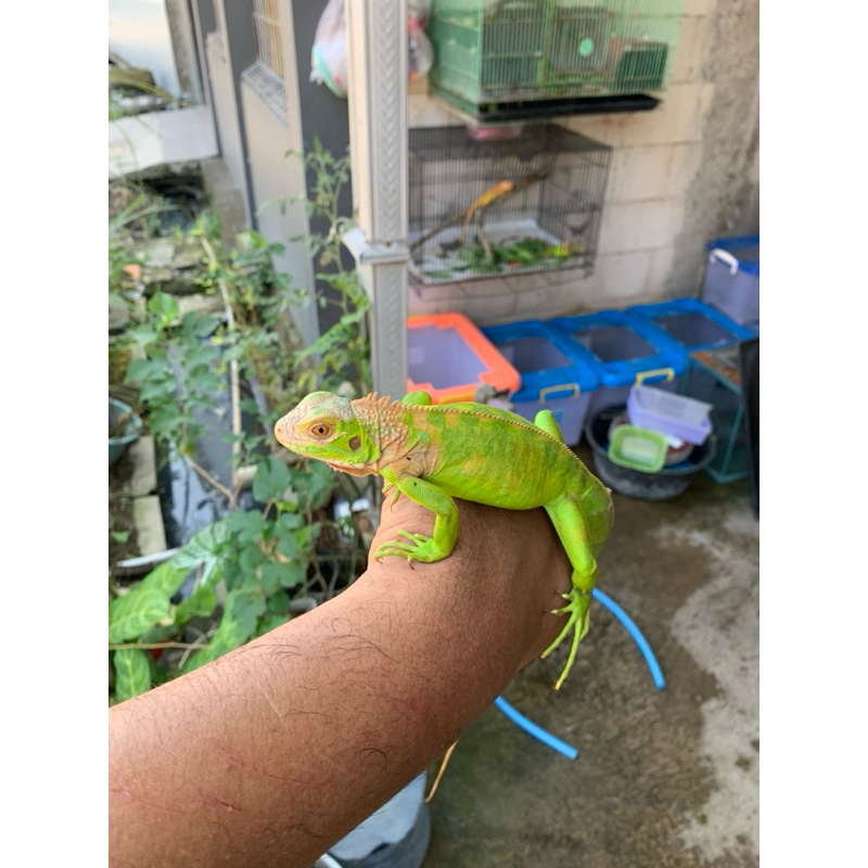 replika RED IGUANA HET ALBINO