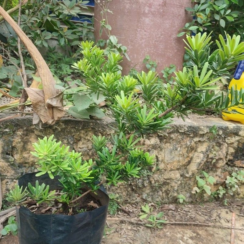 lohansung cincuan ori