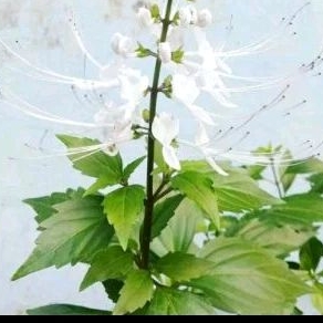 

daun kumis kucing 500gr