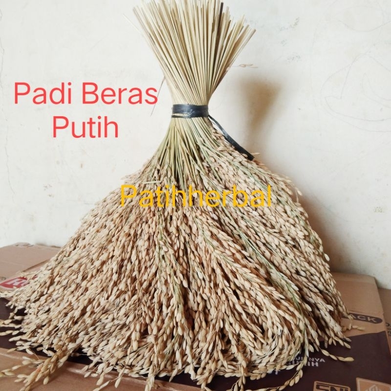 

Padi Beras Putih Bertangkai Panjang Asli Per 10 Tangkai