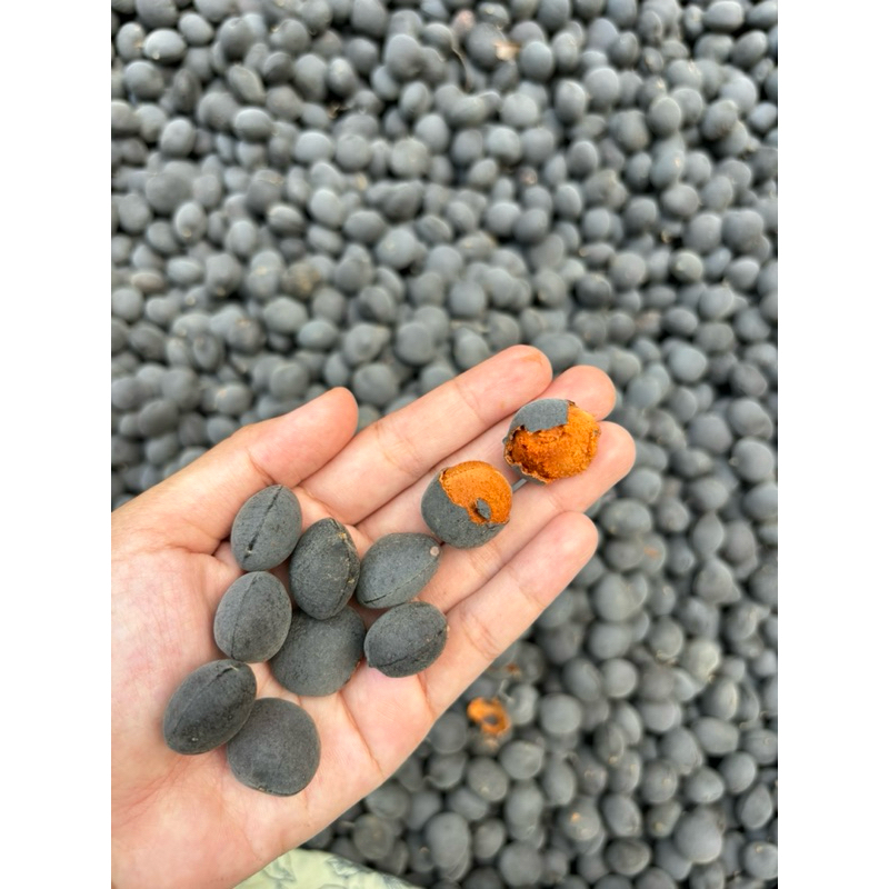Buah Ranji Kranji / Asam Kranji/ Asam Cina/ Asam Bludru 1 Kg