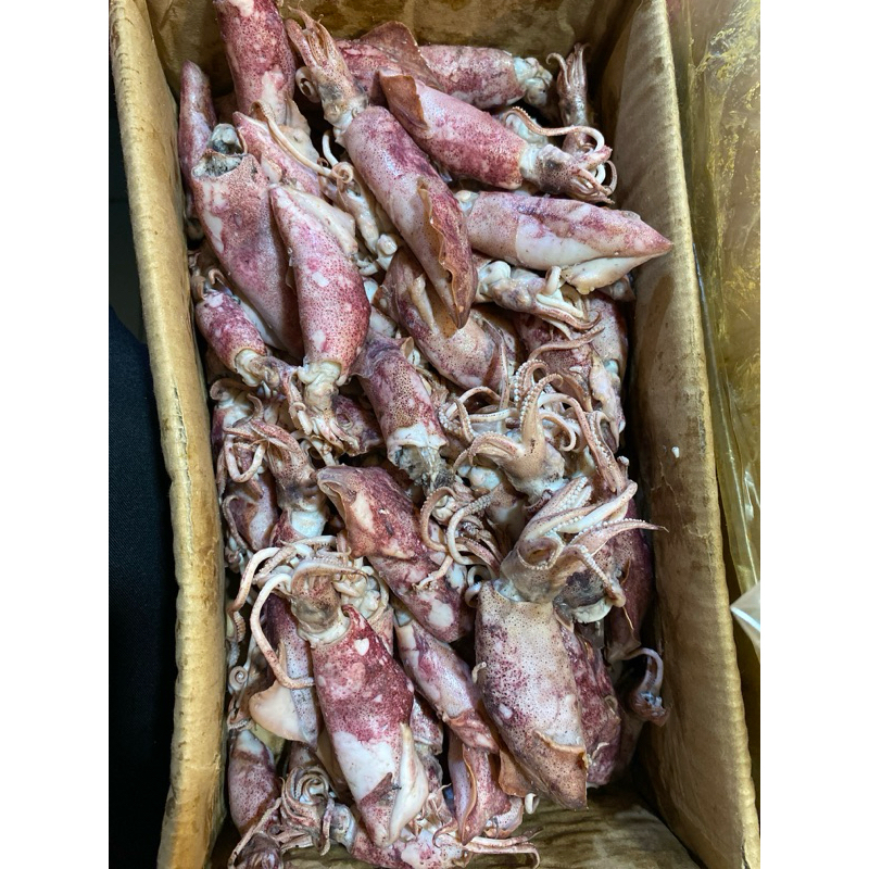 

Ikan asin cumi sotong jumbo 250gr super