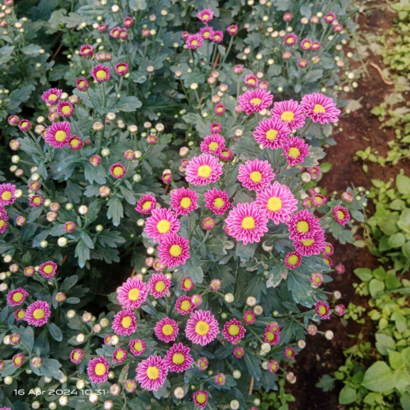 Bunga Potong Aster Ungu