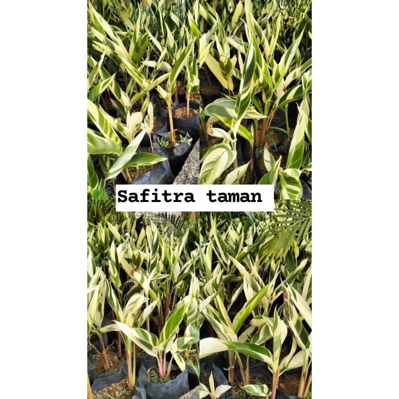 Tanaman hias pisang hellicornia varigata/pisang Pisangan varigata