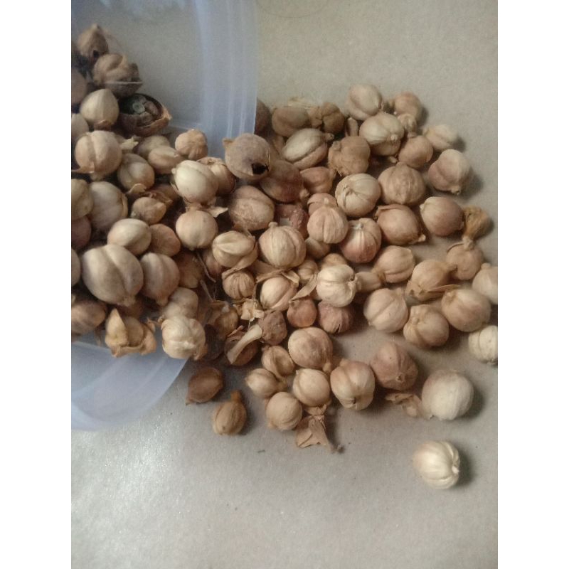 

Kapulaga kering, herbal alami, herbal kesehatan , rempah rempah,