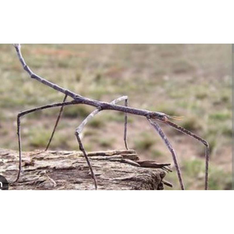 belalang setik hidup