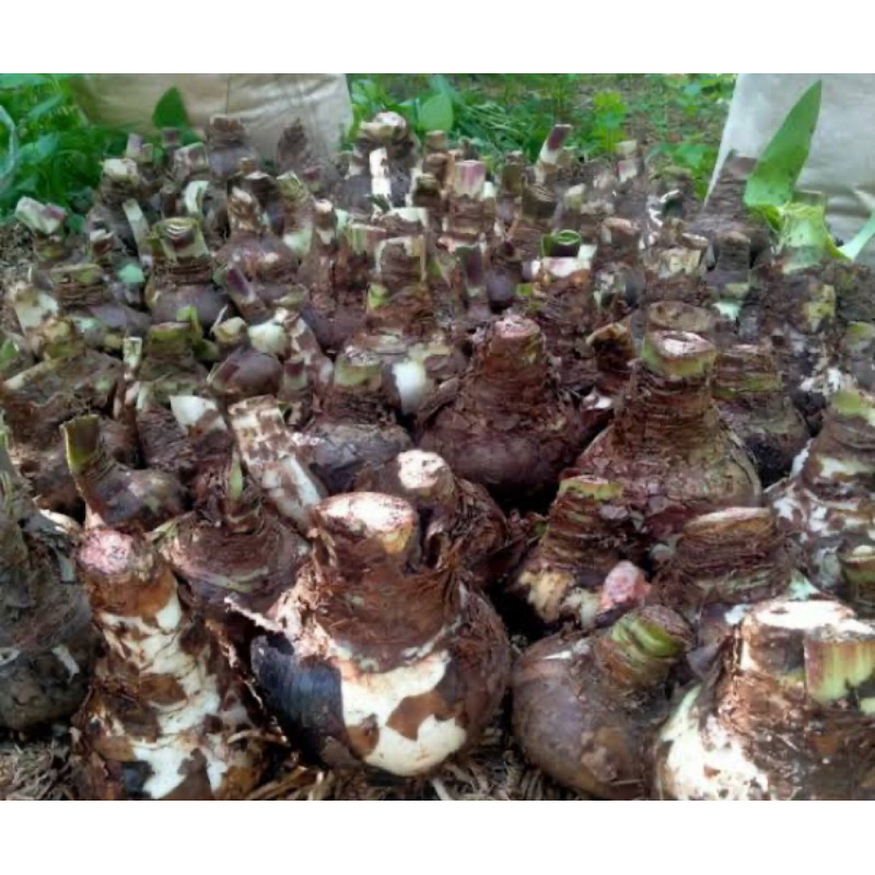 

Umbi bakung segar 1 kg siap umbi amarilis-az