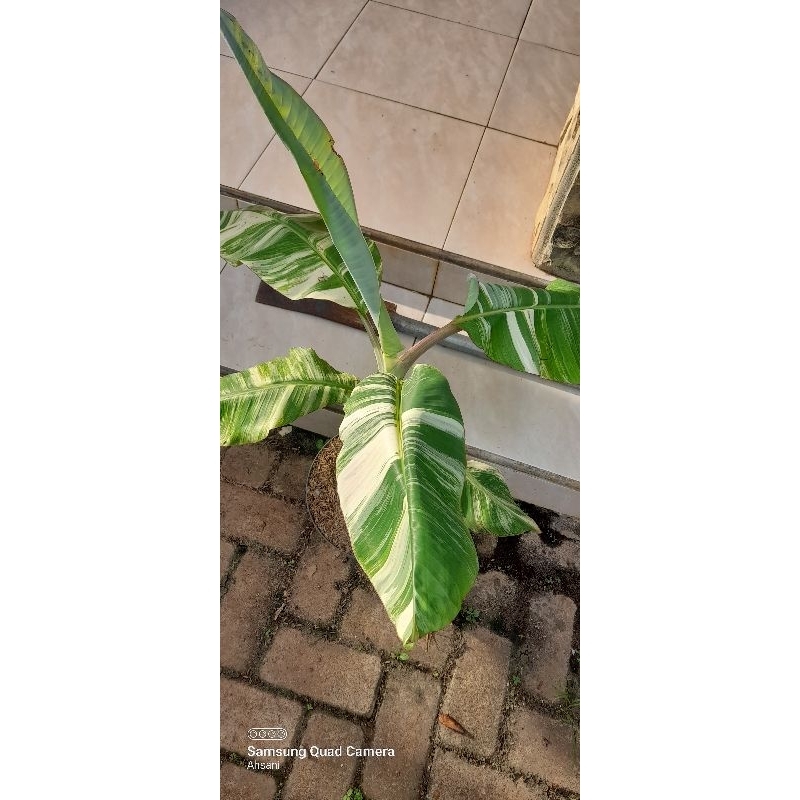 tanaman hias pohon pisang florida varigata