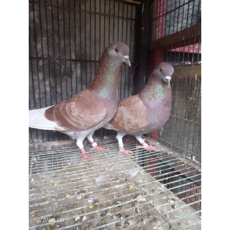 Burung Merpati kolong muda Trah GG Stot Tajam