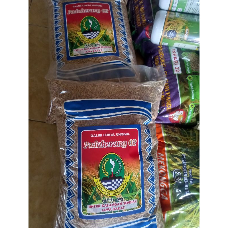 PADI PADAHERANG 02 BIBIT GALUR PREMIUM