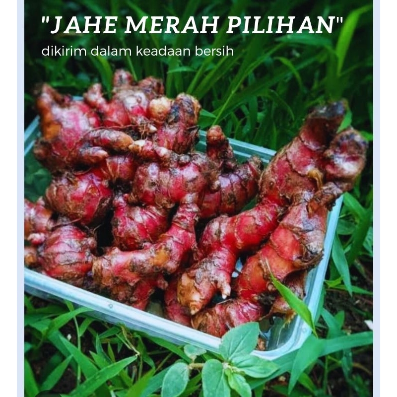 

jahe merah 500g