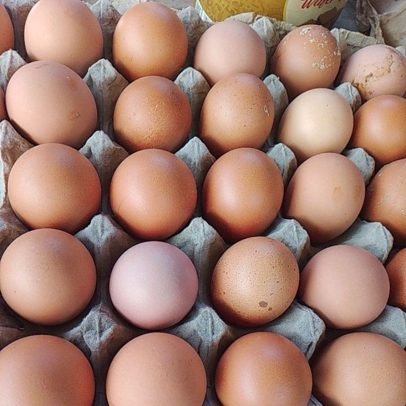 

telur