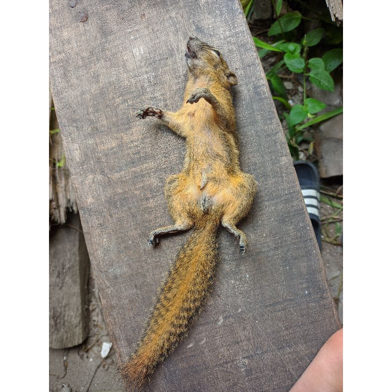 Aksesoris gantungan kunci ekor tupai