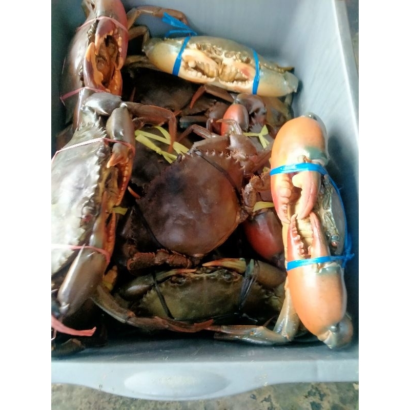 

kepiting fresh murah dan jumbo all size