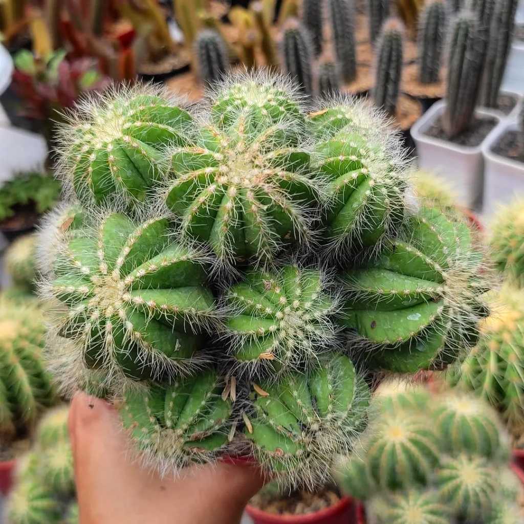 Noto Kaktus Jumbo / Notocactus Magnificus / Pot 12 cm / Kaktus Ownroot / Tanaman Hias