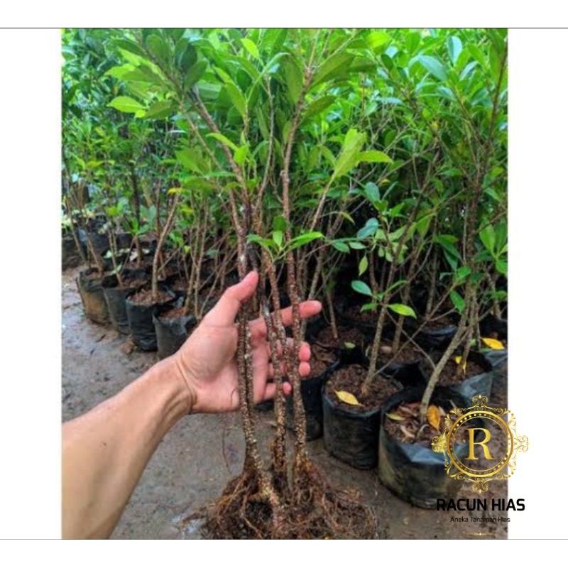 Bibit beringin kimeng