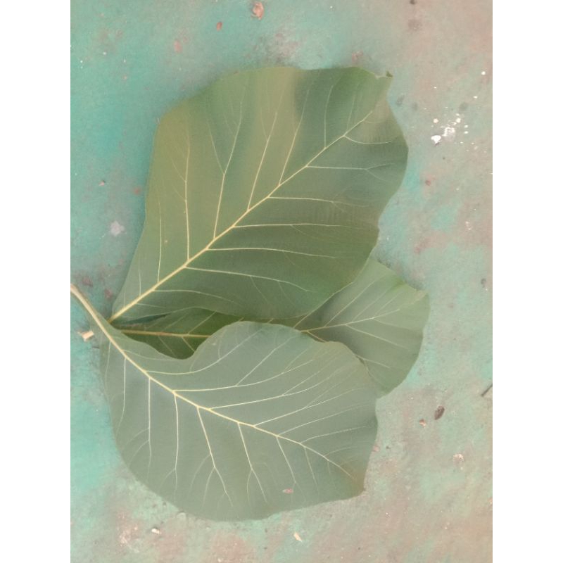 

DAUN JATI BERKUALITAS