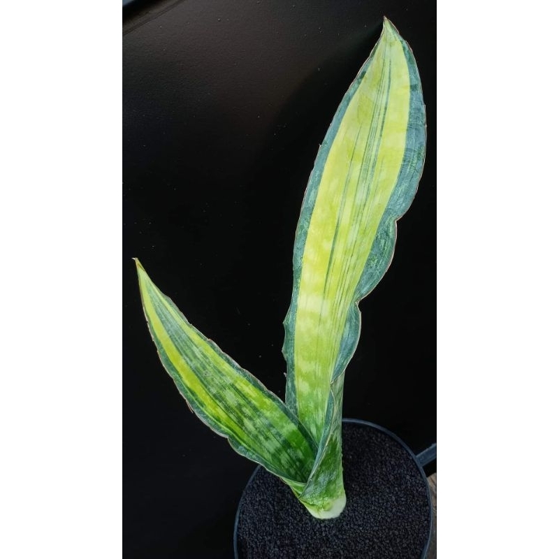Sansevieria Dragon King Varigata Top