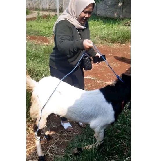 Kambing / Domba Hewan Qurban MASIH HIDUP 2024 Sehat Amanah GRATIS ONGKIR TERGANTUNG JARAK NYA