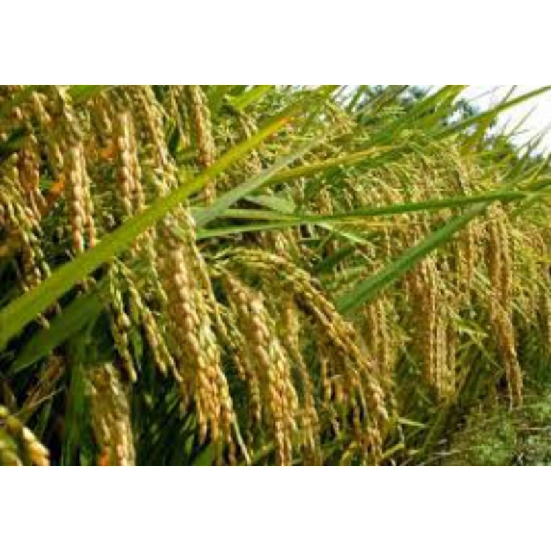 

beras belitang PAKET 5 kg