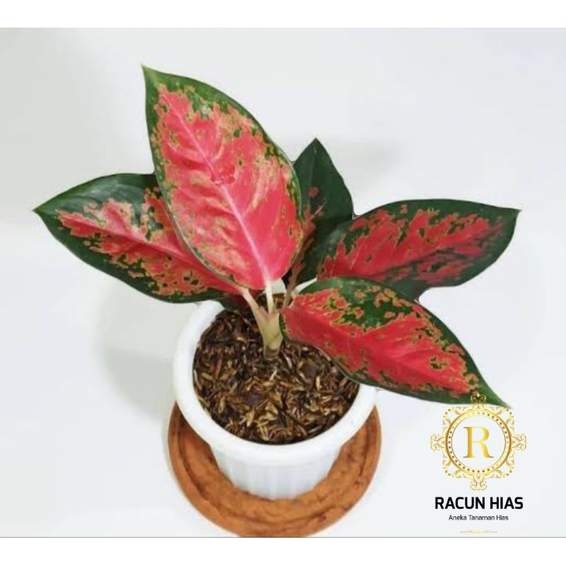 kochin paramroy - aglaonema kochin