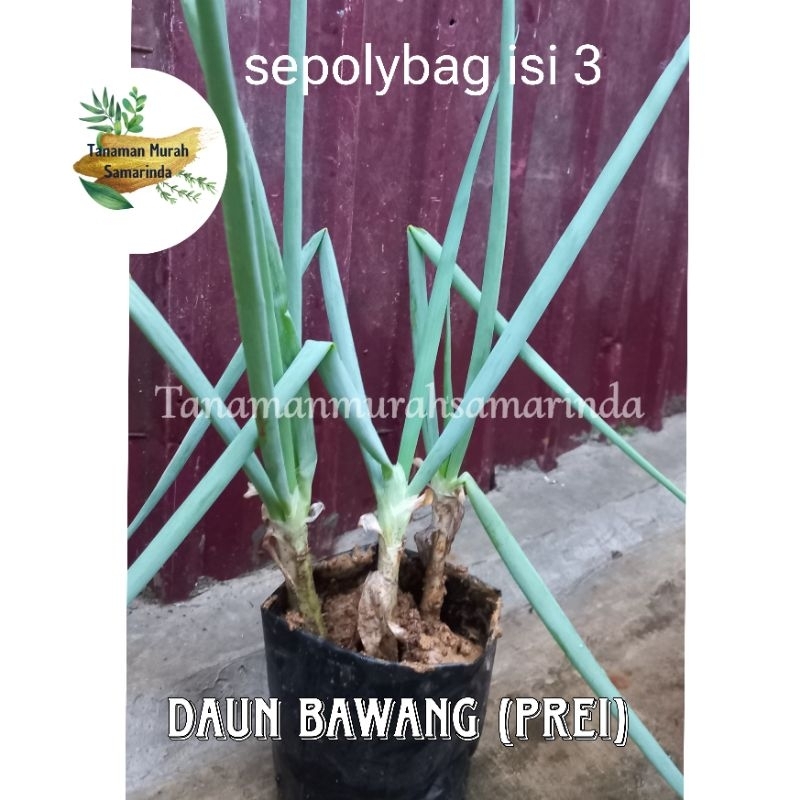 

TMS~ Daun bawang prei