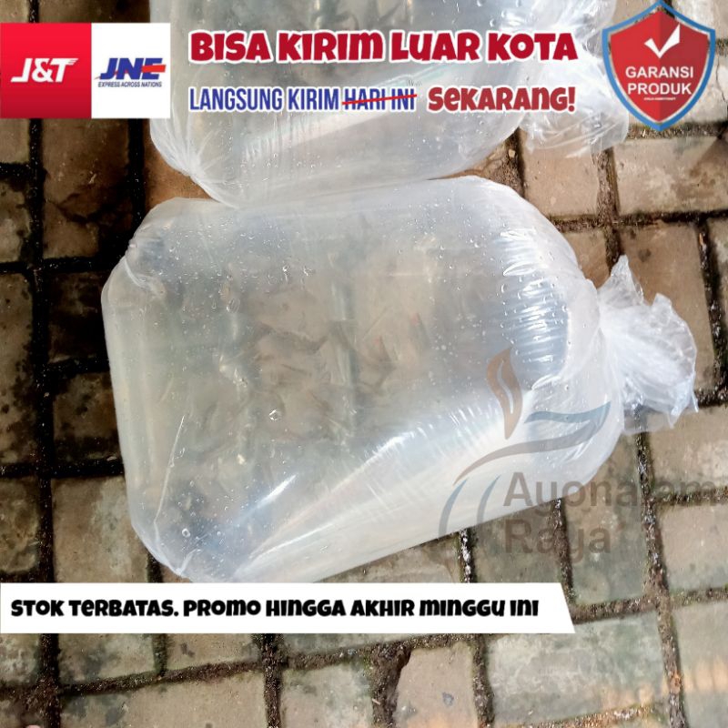 Larva Bayi Bibit Ikan Nila Merah Hitam Kecil Hidup