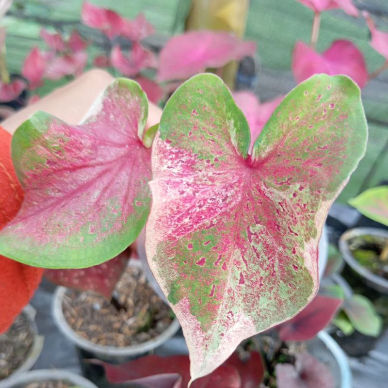 Keladi NPK ORI Caladium Nopakau Keladi Pelangi warna warni Keladi Kuning Putih hijau merah pink