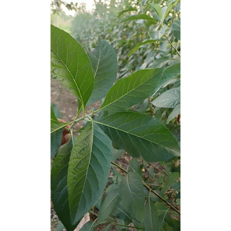 

Daun Sambung Nyawa 250gr// Sembung Nyowo 250 gr// kering