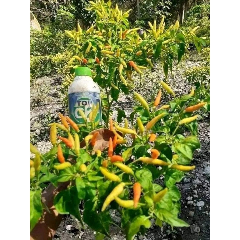 TOP G2 Pupuk Organik Cair