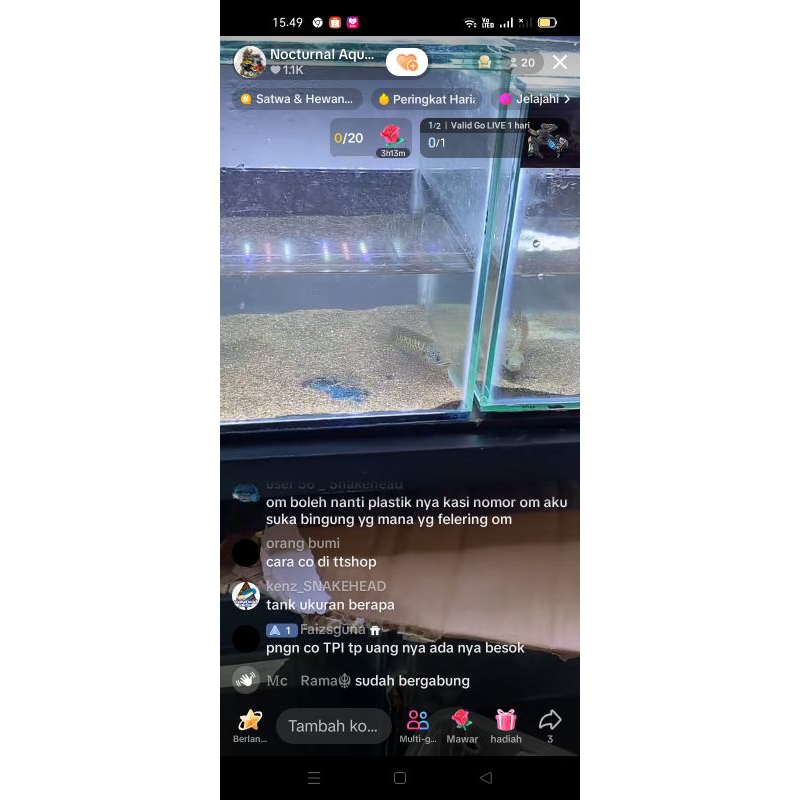 bluberi auranti WC India