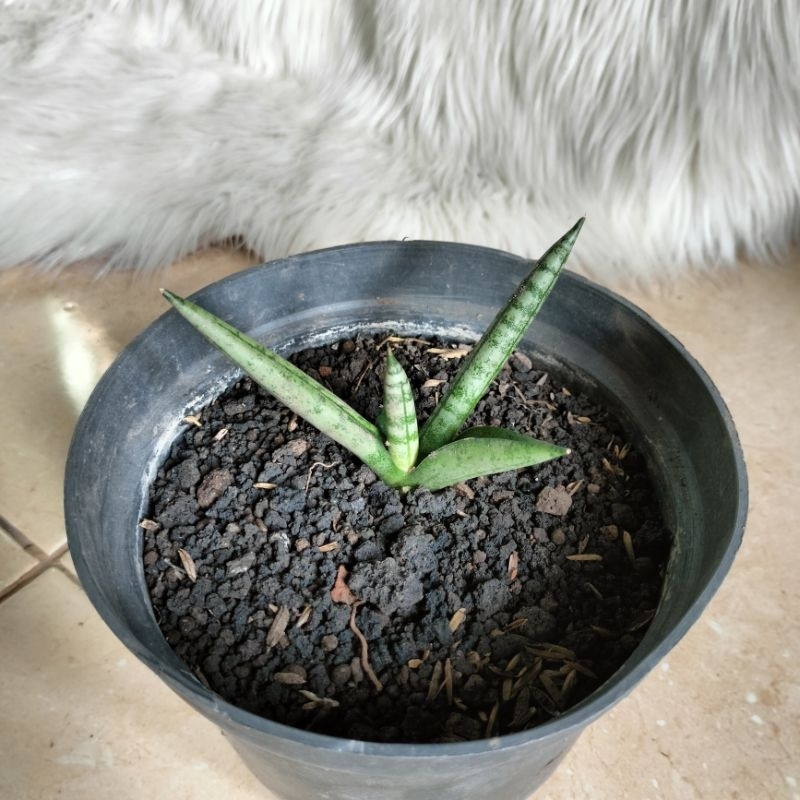 Sansevieria Boncel