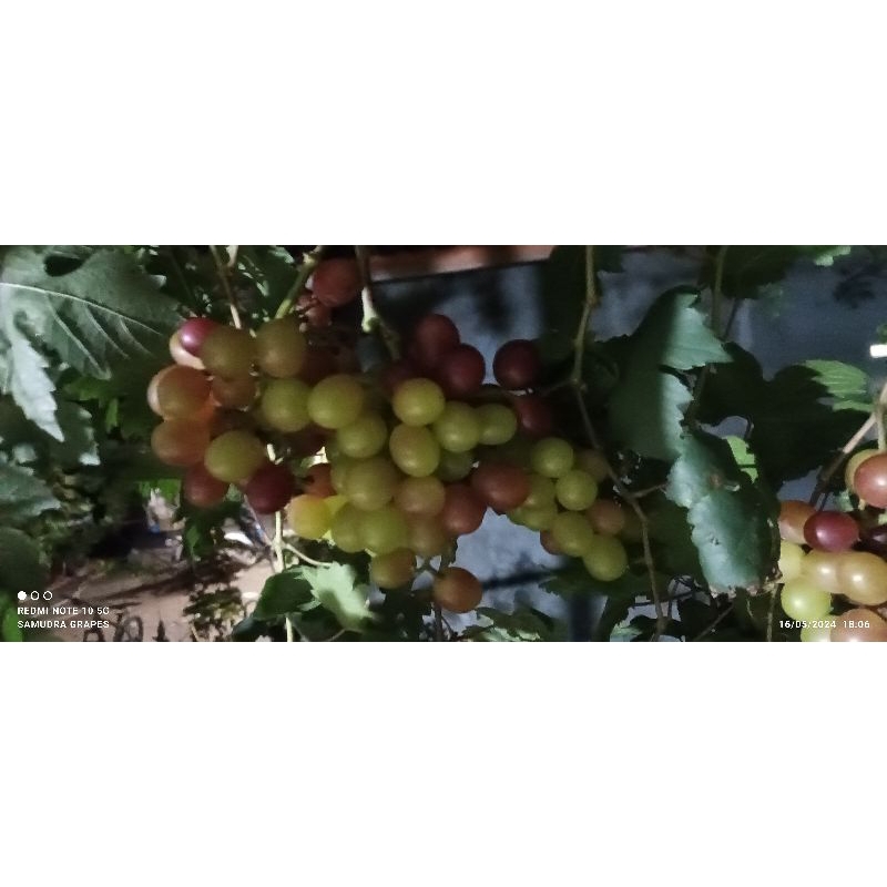 BIBIT Anggur import (RS lokalan: red master/Alphonso/ isbela,)